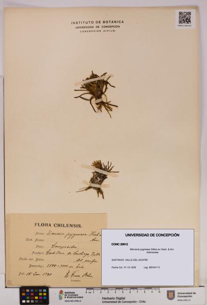 Werneria pygmaea [Espécimen: UDEC:CONC:0020912]