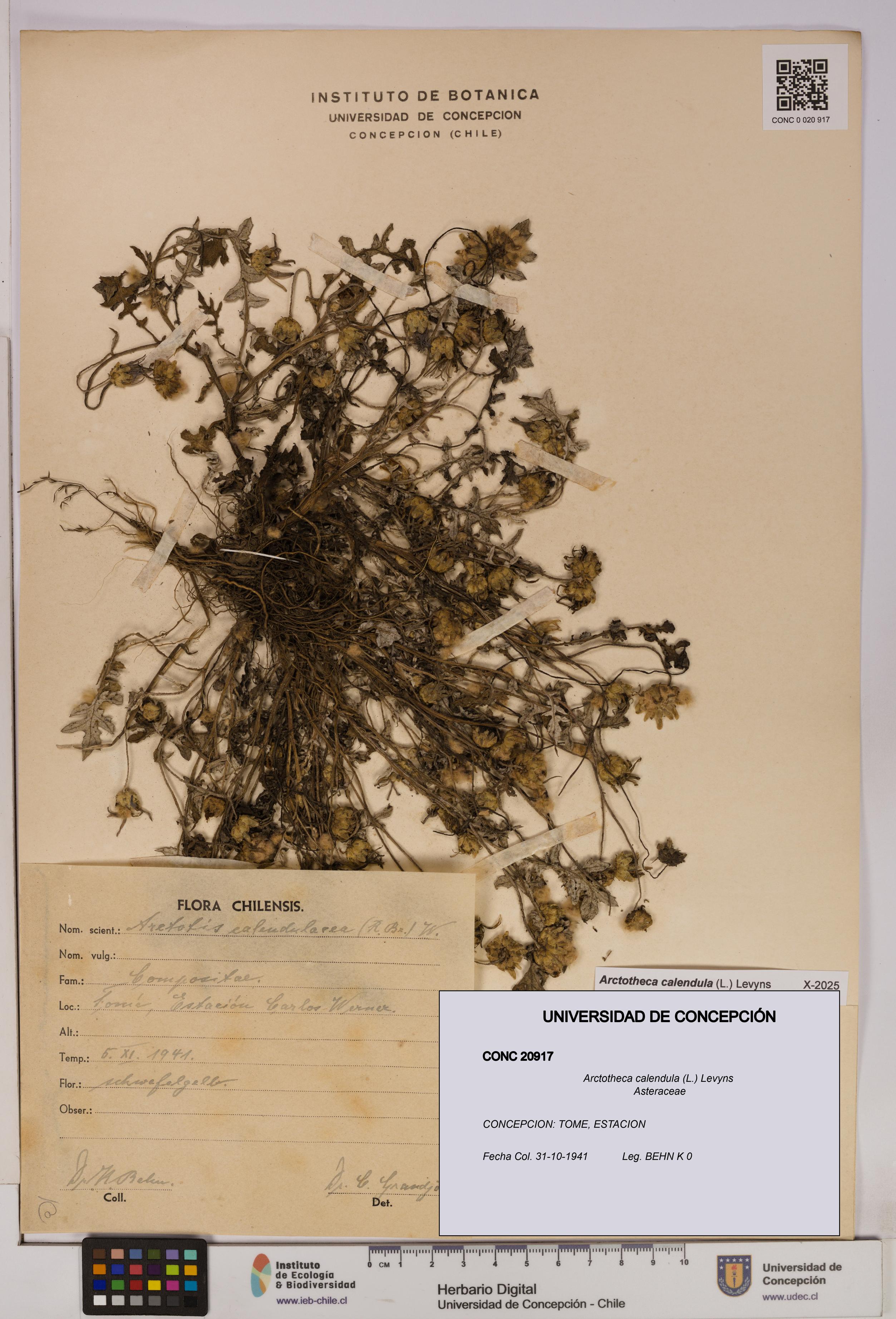 Arctotheca calendula [Espécimen: UDEC:CONC:0020917]