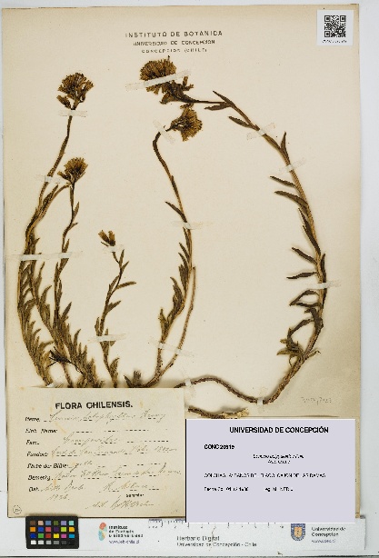 Senecio polygaloides [Espécimen: UDEC:CONC:0020919]
