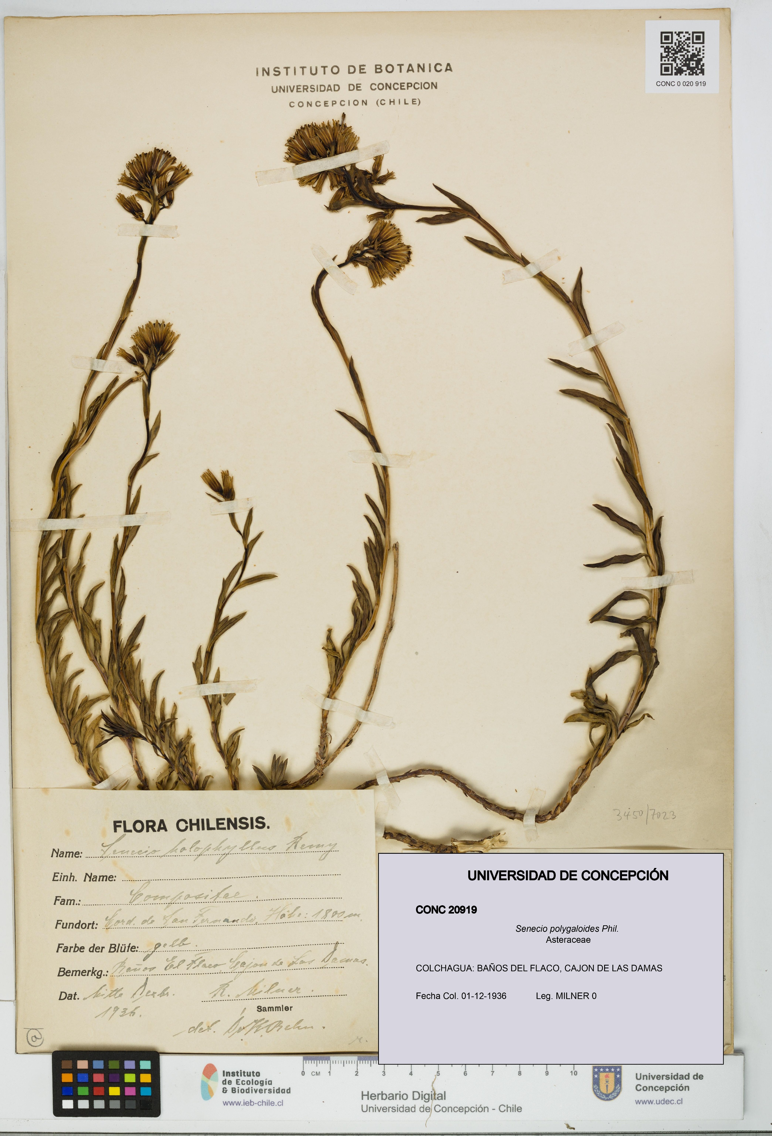 Senecio polygaloides [Espécimen: UDEC:CONC:0020919]