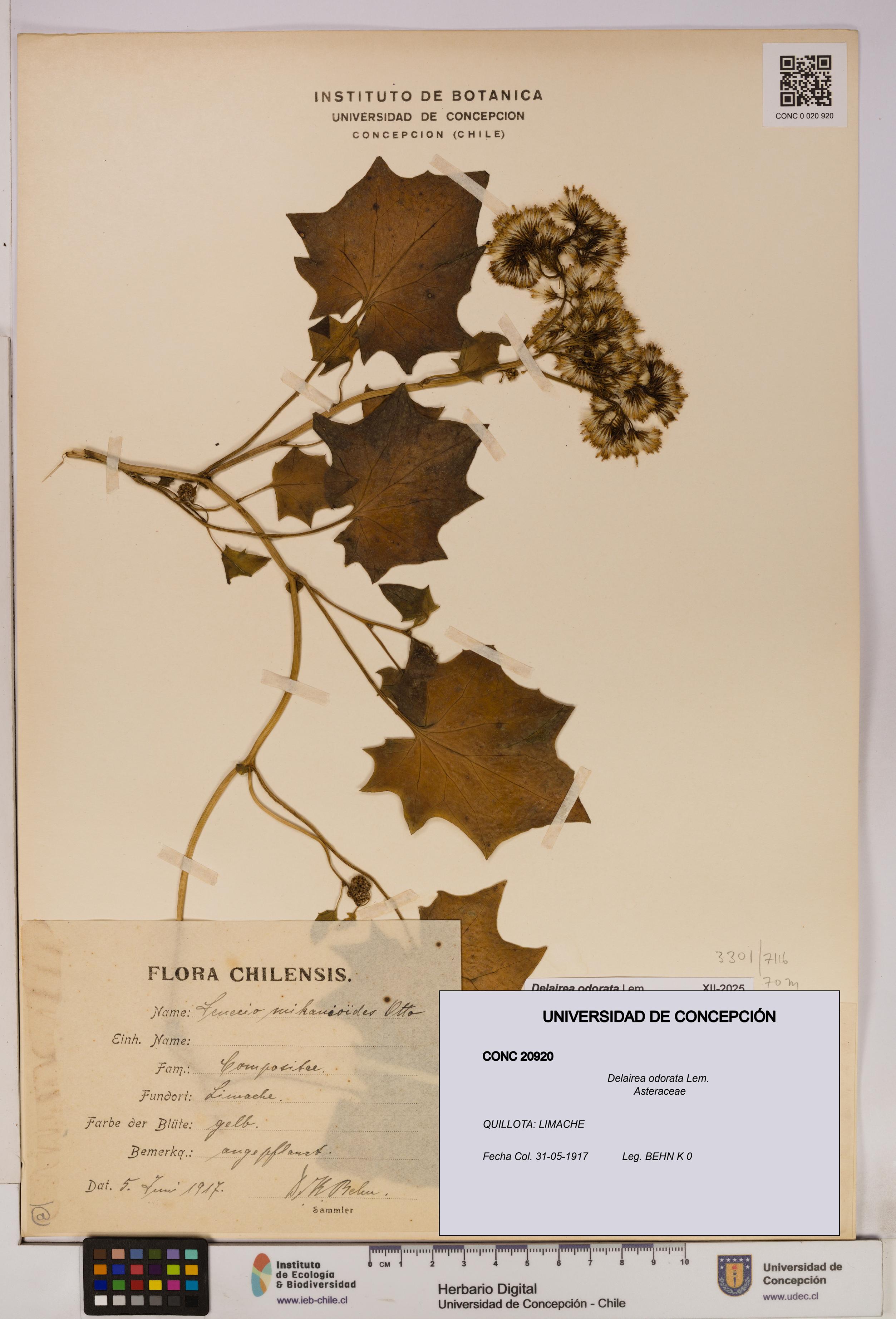 Delairea odorata [Espécimen: UDEC:CONC:0020920]