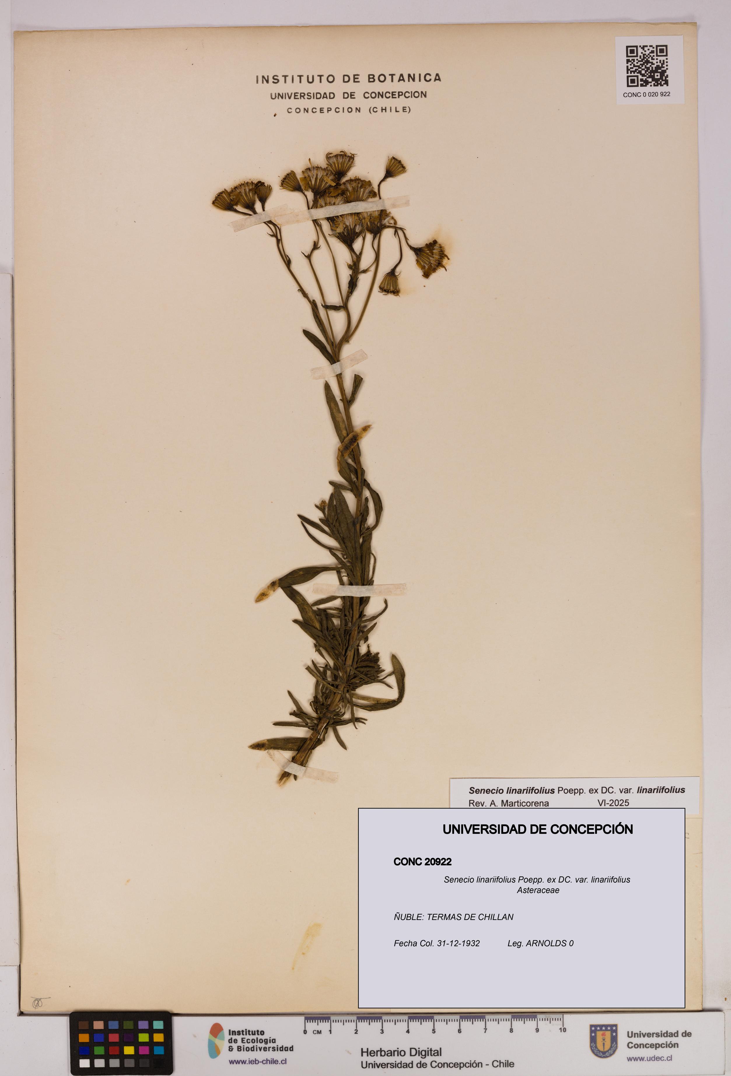 Senecio linariifolius var. linariifolius [Espécimen: UDEC:CONC:0020922]