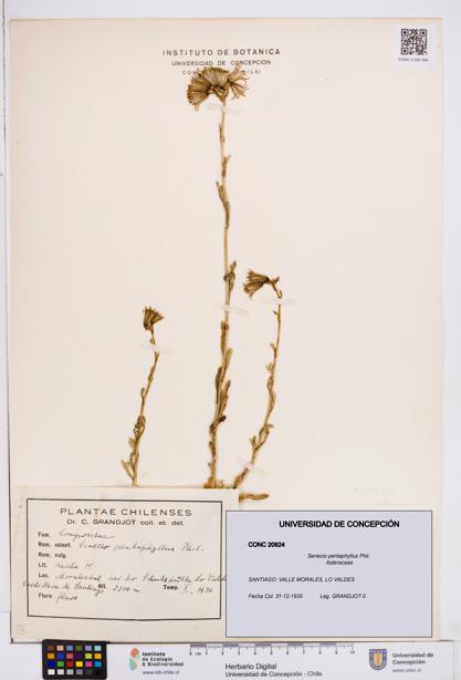 Senecio pentaphyllus [Espécimen: ]