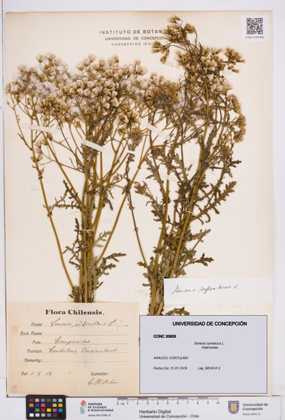 Senecio sylvaticus [Espécimen: ]