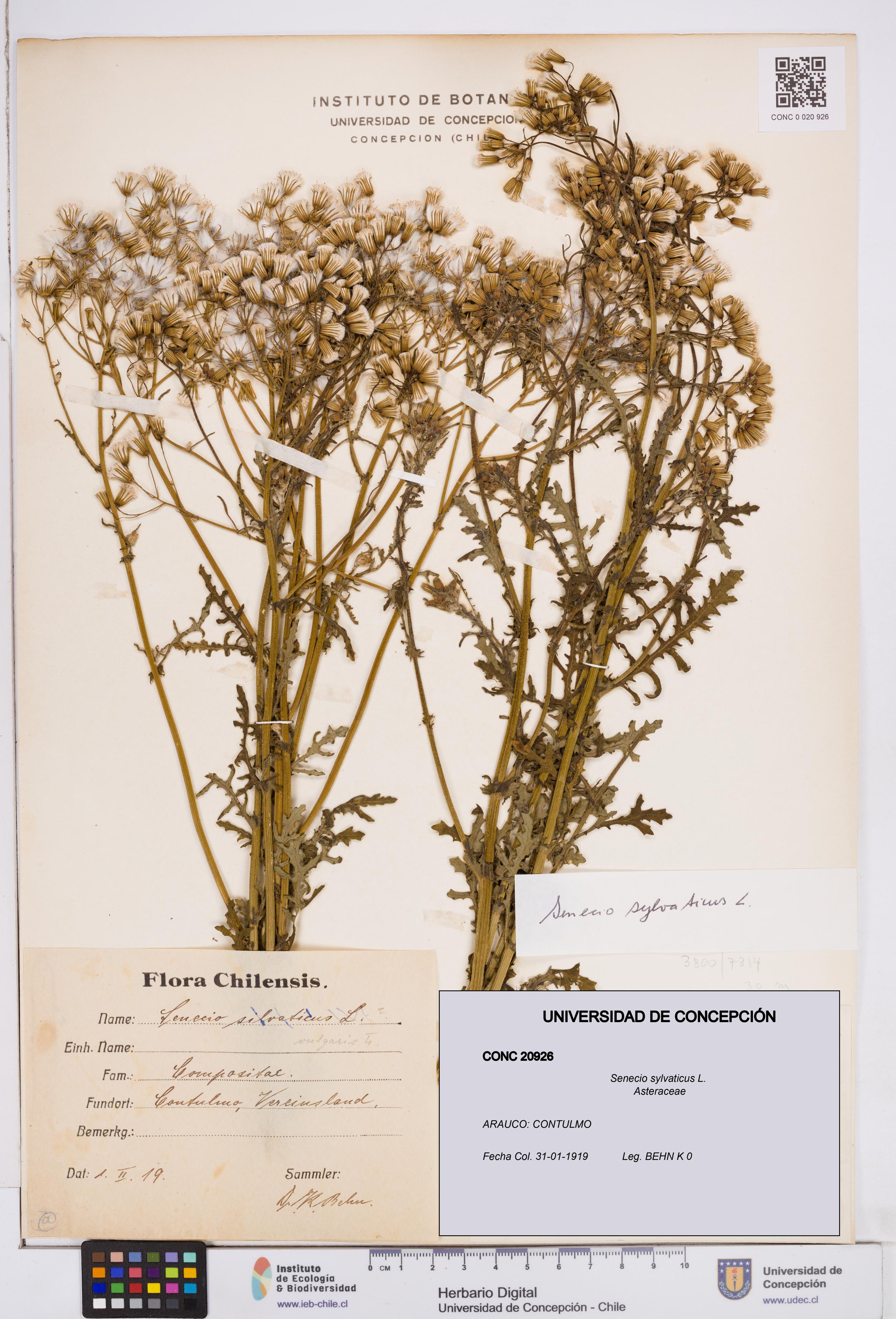 Senecio sylvaticus [Espécimen: ]