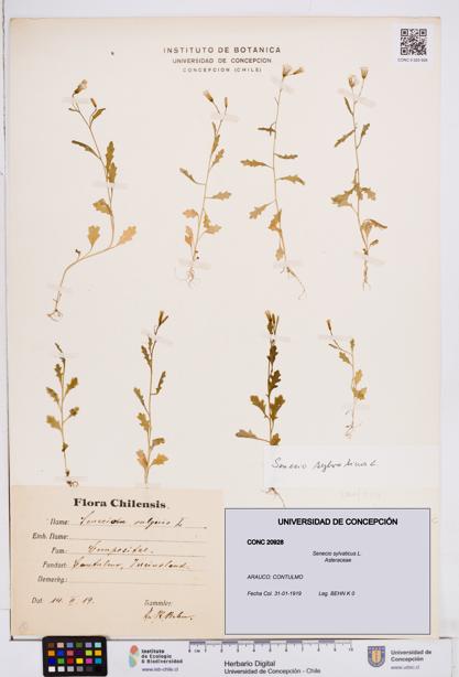 Senecio sylvaticus [Espécimen: ]