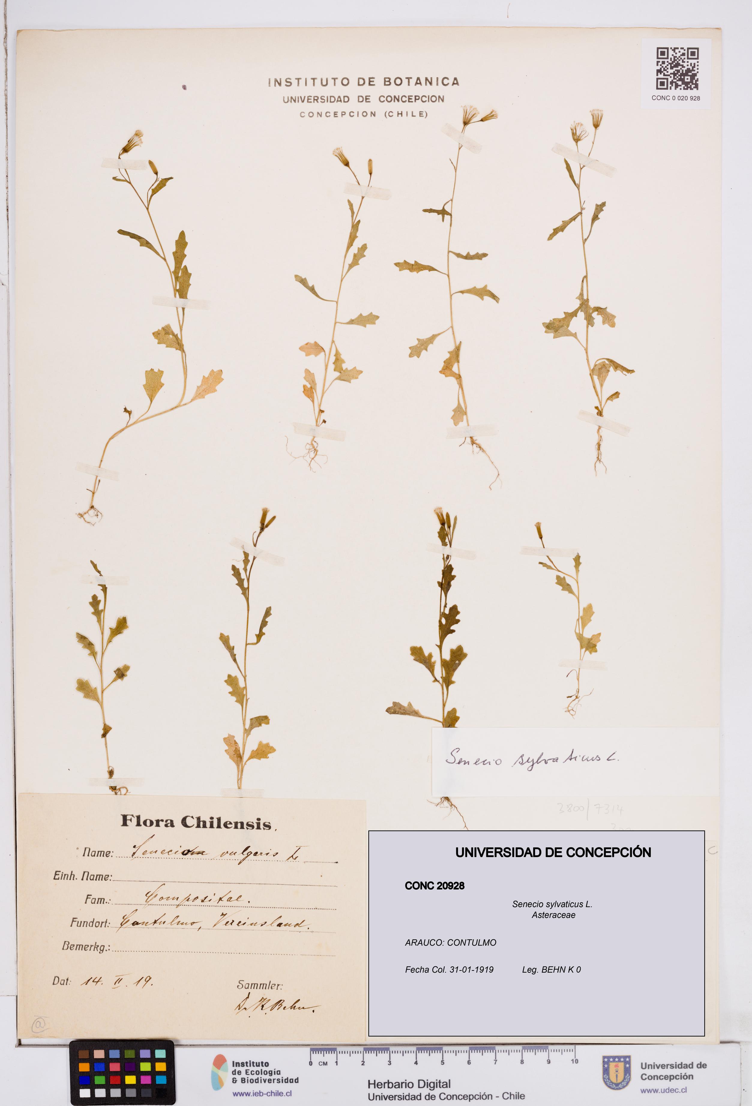 Senecio sylvaticus [Espécimen: ]