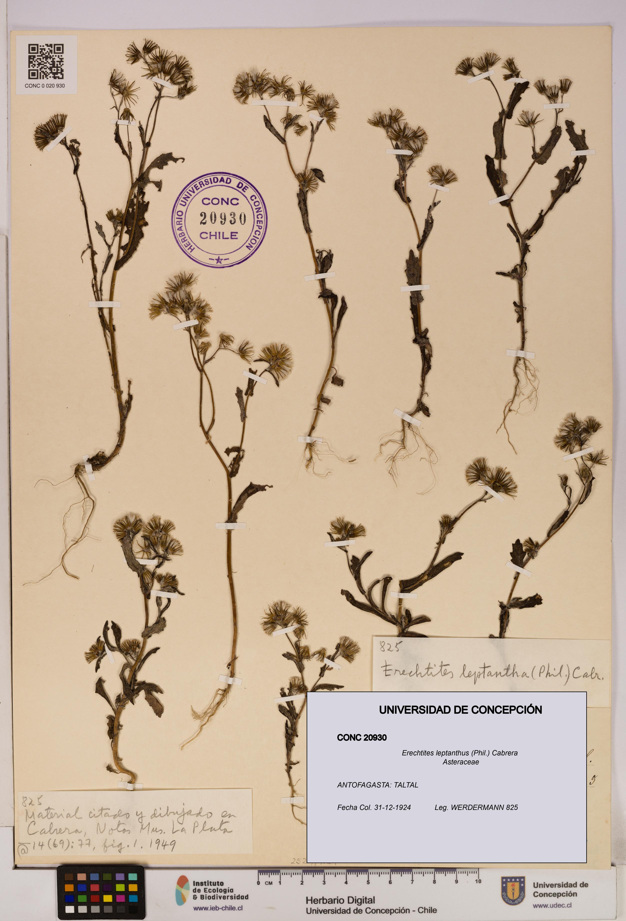 Erechtites leptanthus [Espécimen: ]
