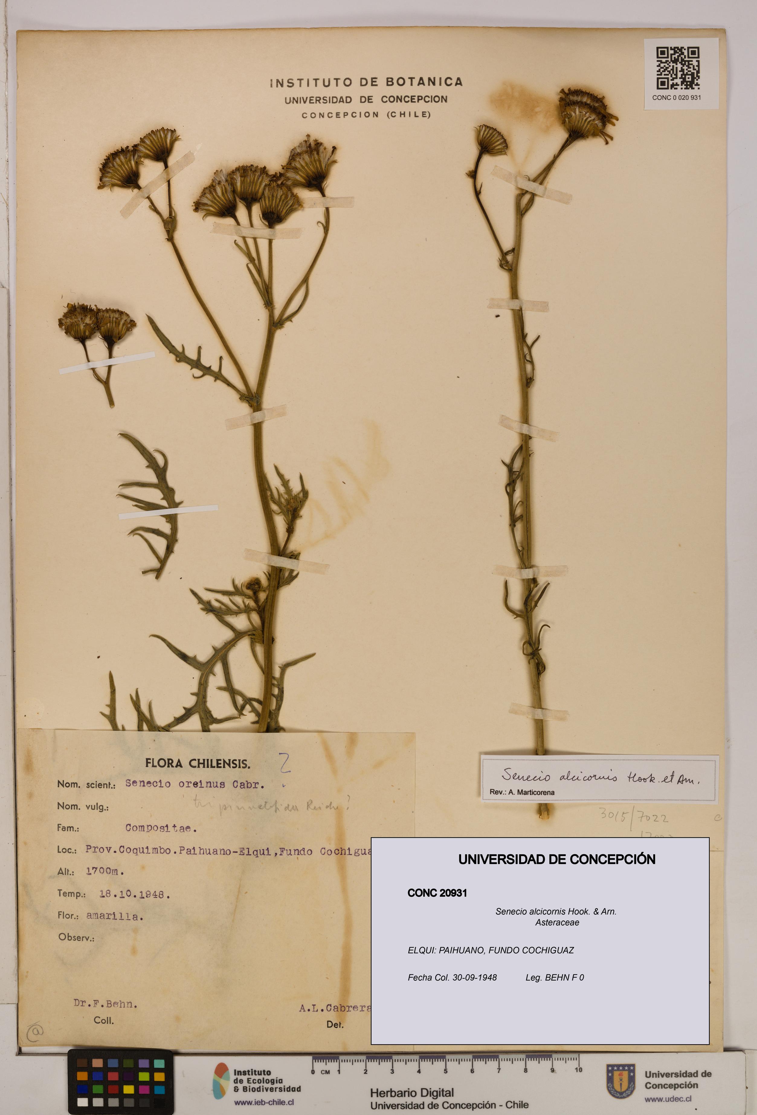 Senecio alcicornis [Espécimen: UDEC:CONC:0020931]
