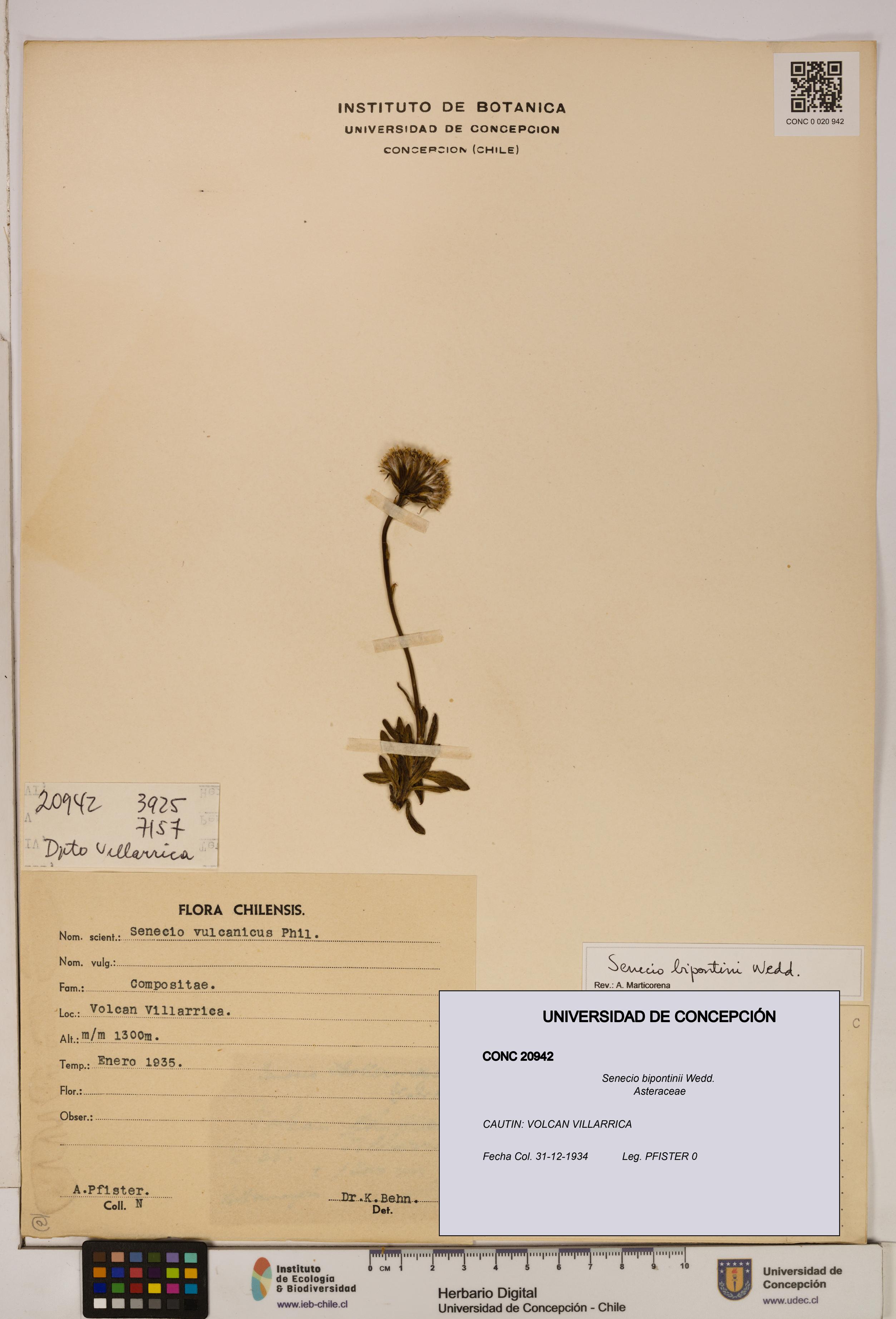 Senecio bipontinii [Espécimen: UDEC:CONC:0020942]