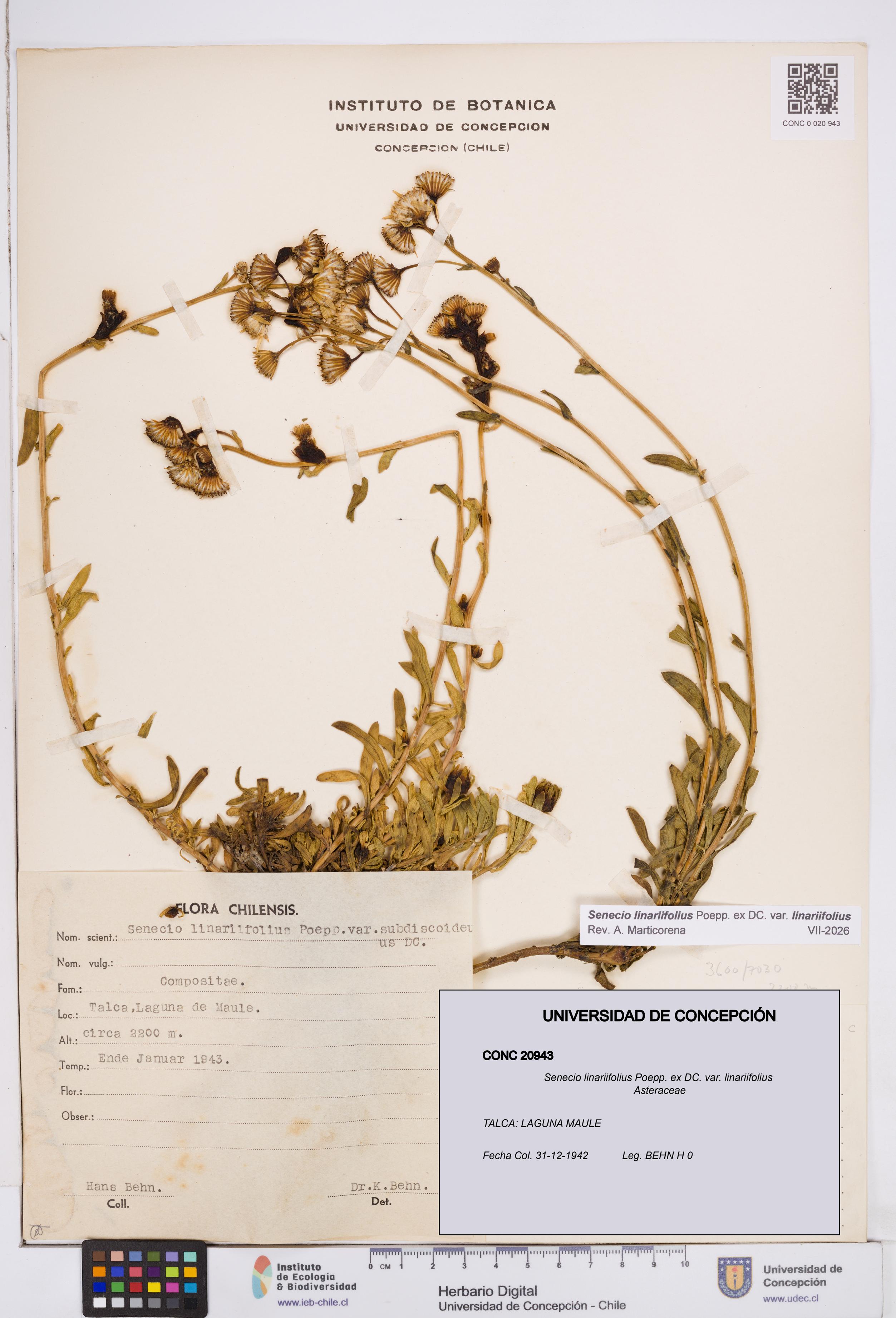 Senecio linariifolius var. linariifolius [Espécimen: ]