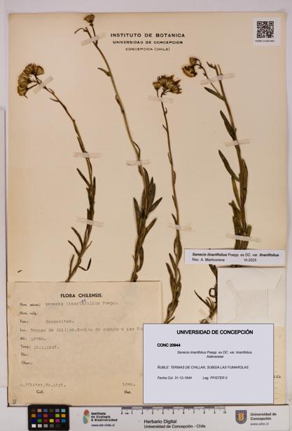 Senecio linariifolius var. linariifolius [Espécimen: UDEC:CONC:0020944]