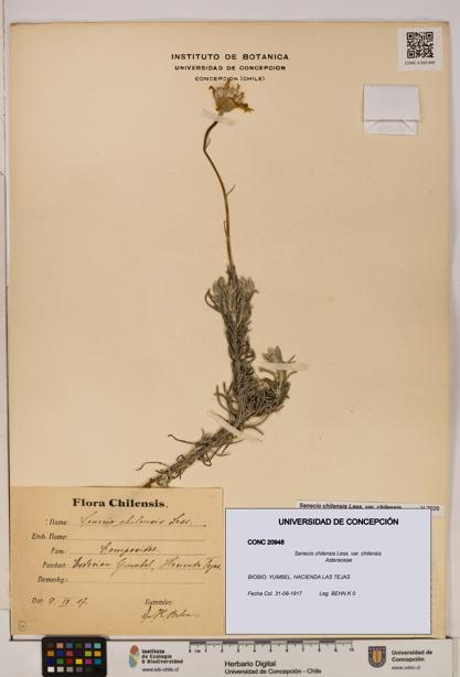 Senecio chilensis var. chilensis [Espécimen: UDEC:CONC:0020948]