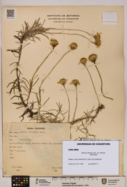 Senecio chilensis var. chilensis [Espécimen: UDEC:CONC:0020949]