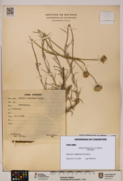 Senecio chilensis var. chilensis [Espécimen: UDEC:CONC:0020952]