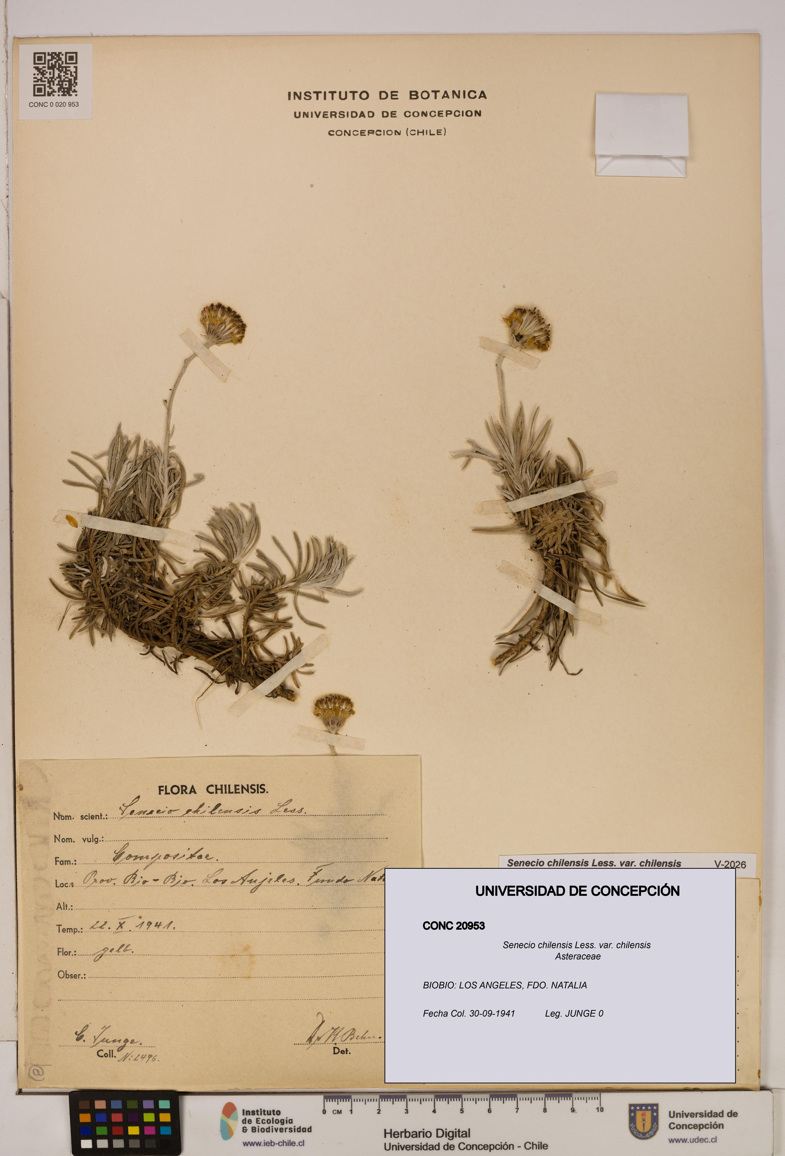 Senecio chilensis var. chilensis [Espécimen: UDEC:CONC:0020953]