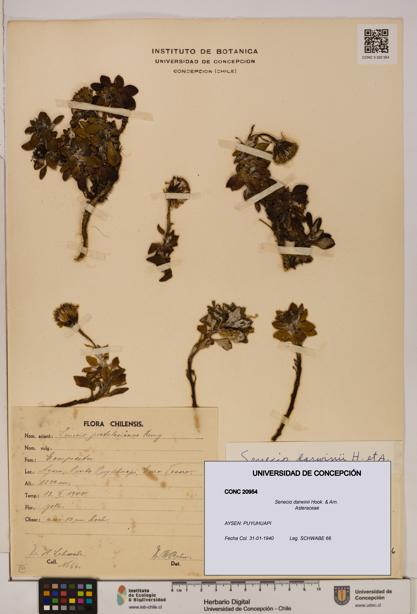 Senecio darwinii [Espécimen: UDEC:CONC:0020954]