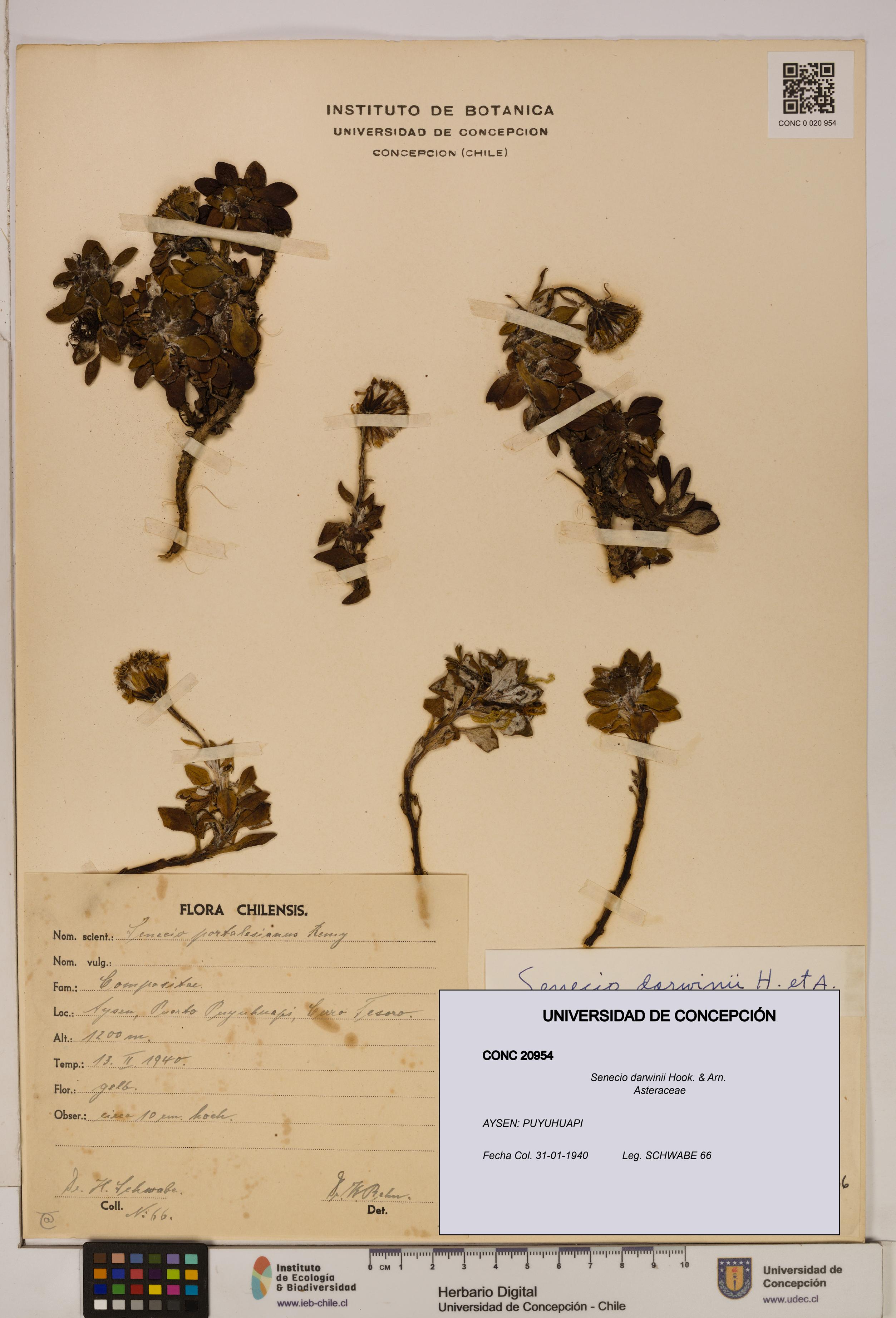 Senecio darwinii [Espécimen: UDEC:CONC:0020954]