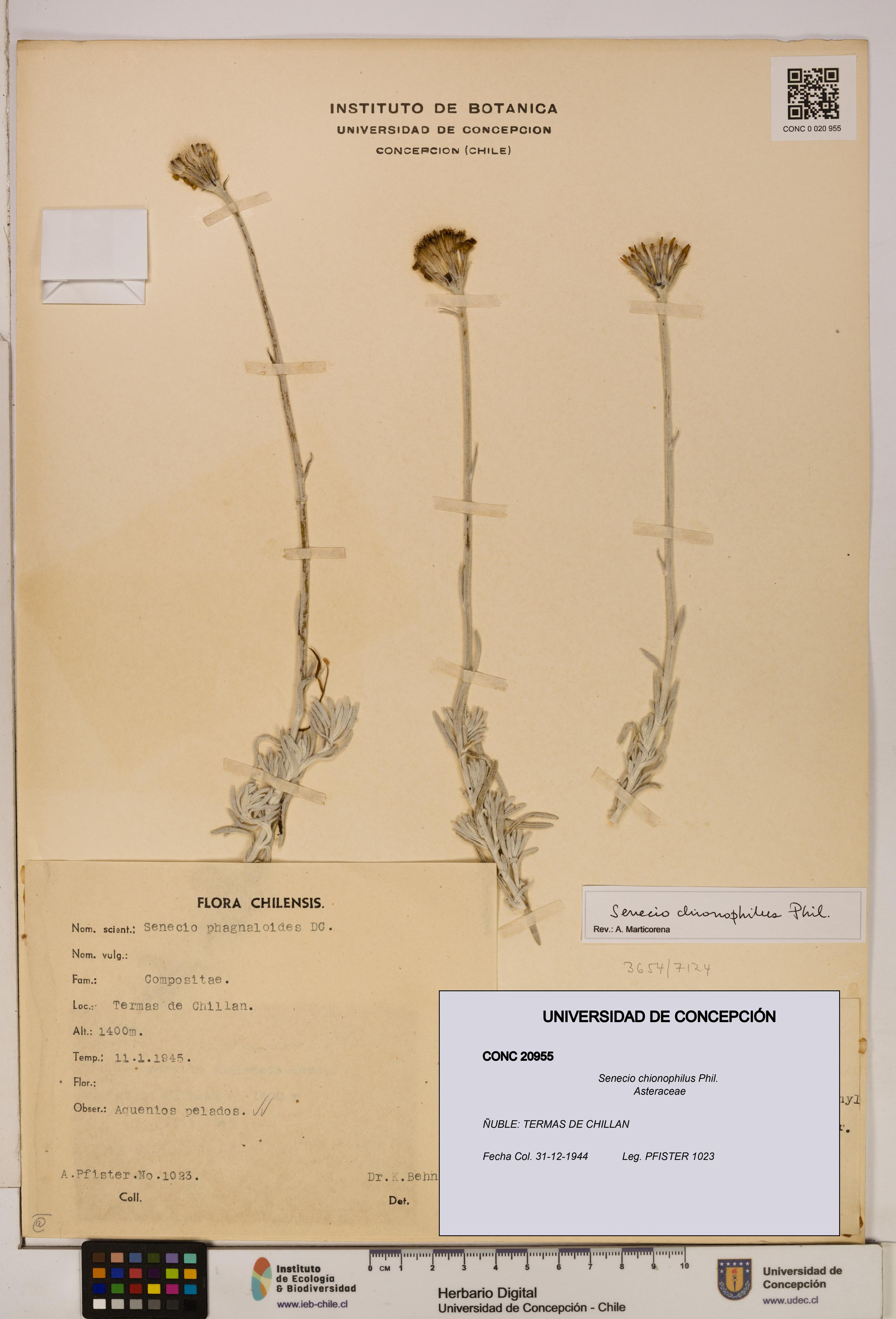 Senecio chionophilus [Espécimen: UDEC:CONC:0020955]