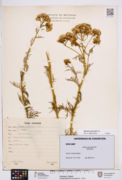 Senecio tocornalii [Espécimen: ]