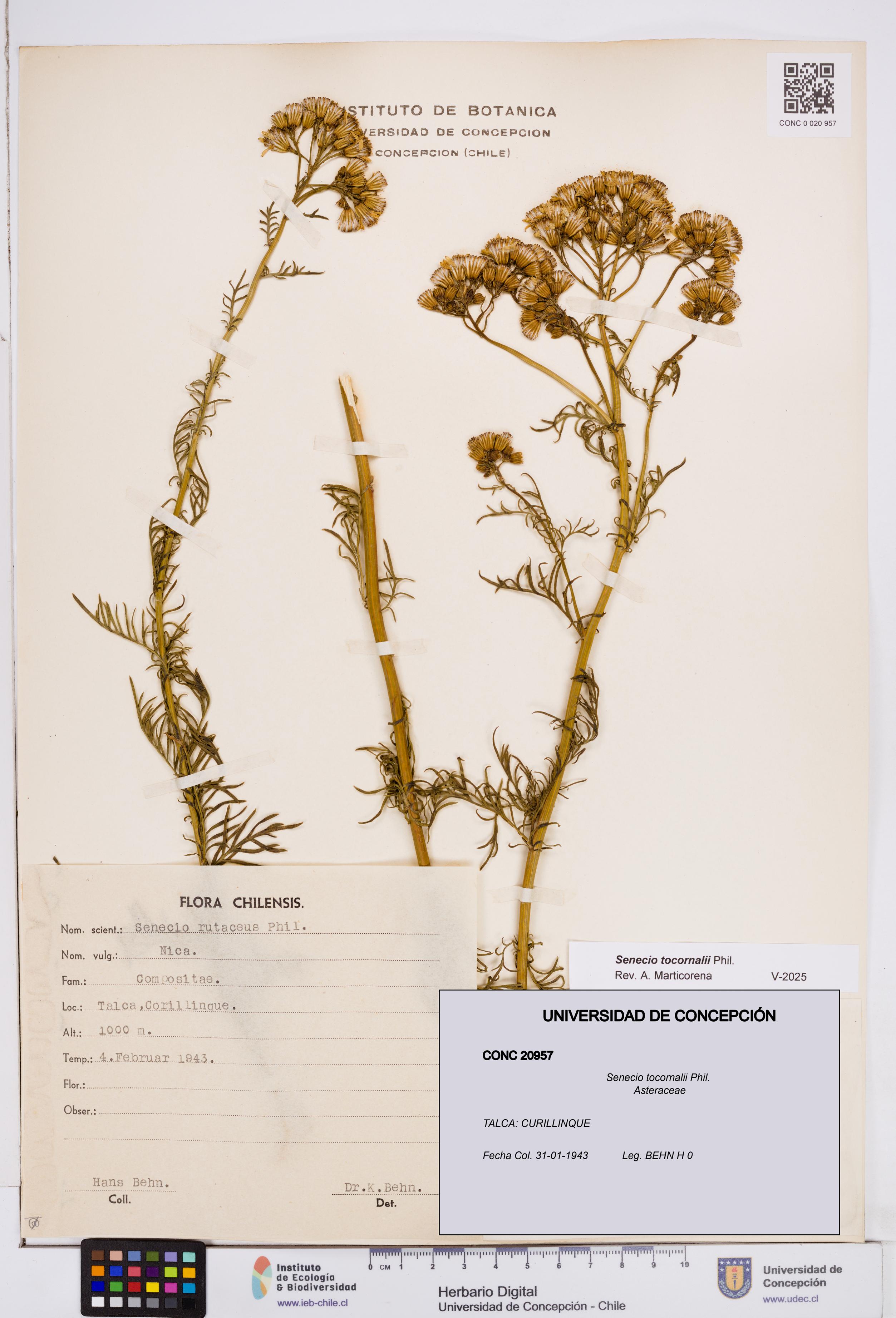 Senecio tocornalii [Espécimen: ]