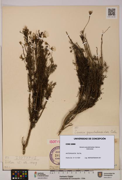 Senecio pseudalmeidae [Espécimen: UDEC:CONC:0020959]