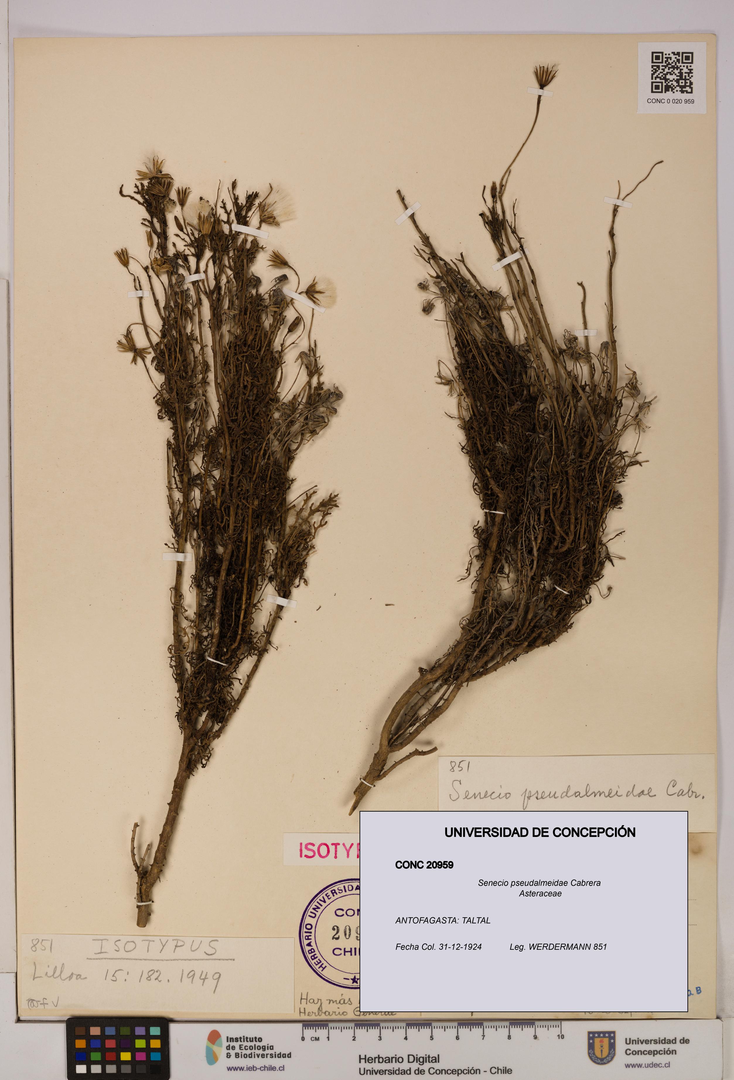 Senecio pseudalmeidae [Espécimen: UDEC:CONC:0020959]