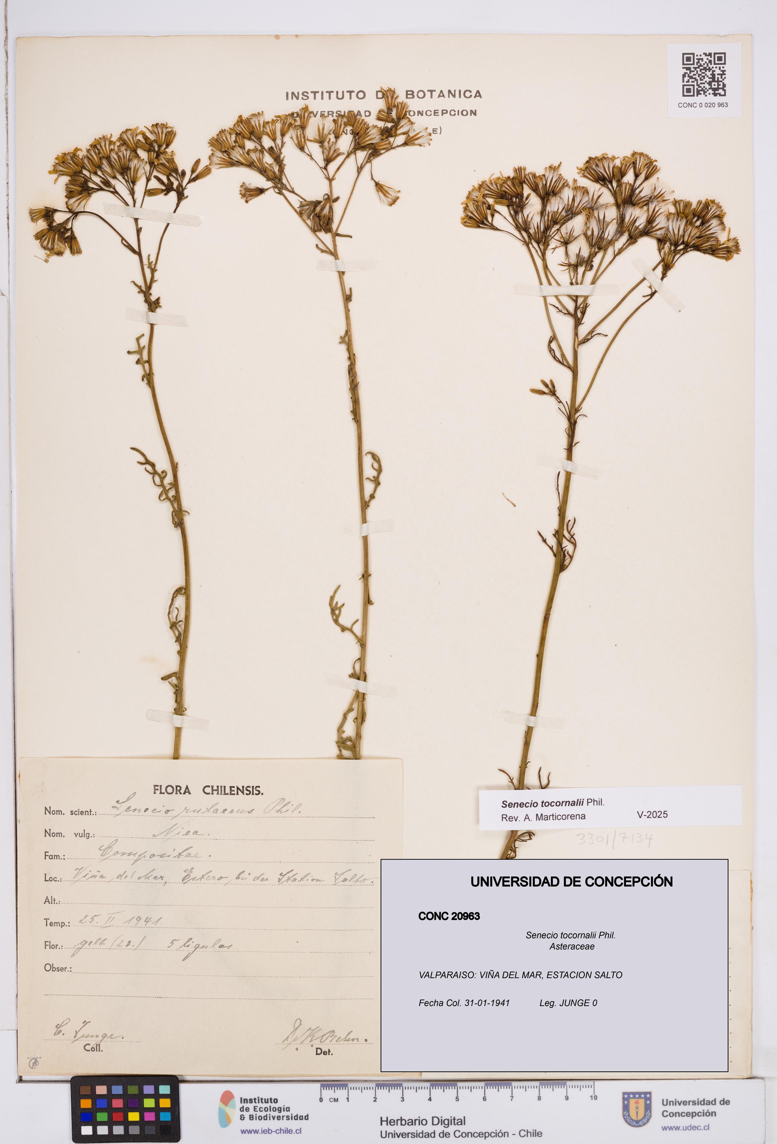 Senecio tocornalii [Espécimen: ]