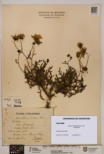 Senecio bahioides [Espécimen: UDEC:CONC:0020968]