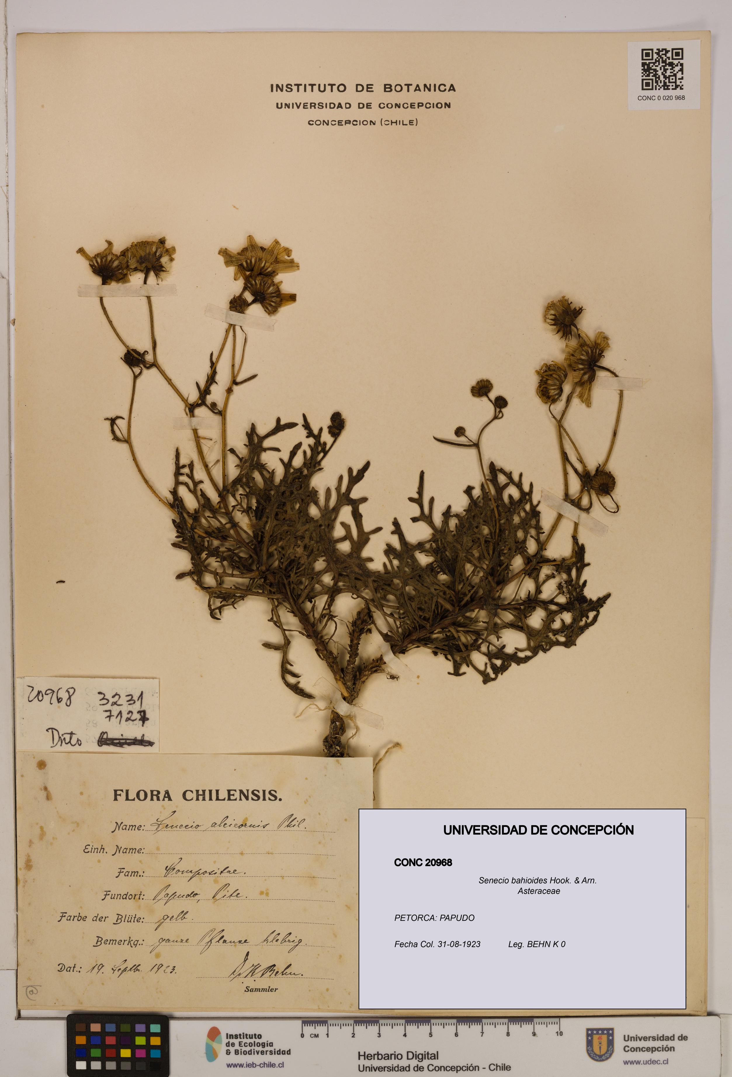 Senecio bahioides [Espécimen: UDEC:CONC:0020968]