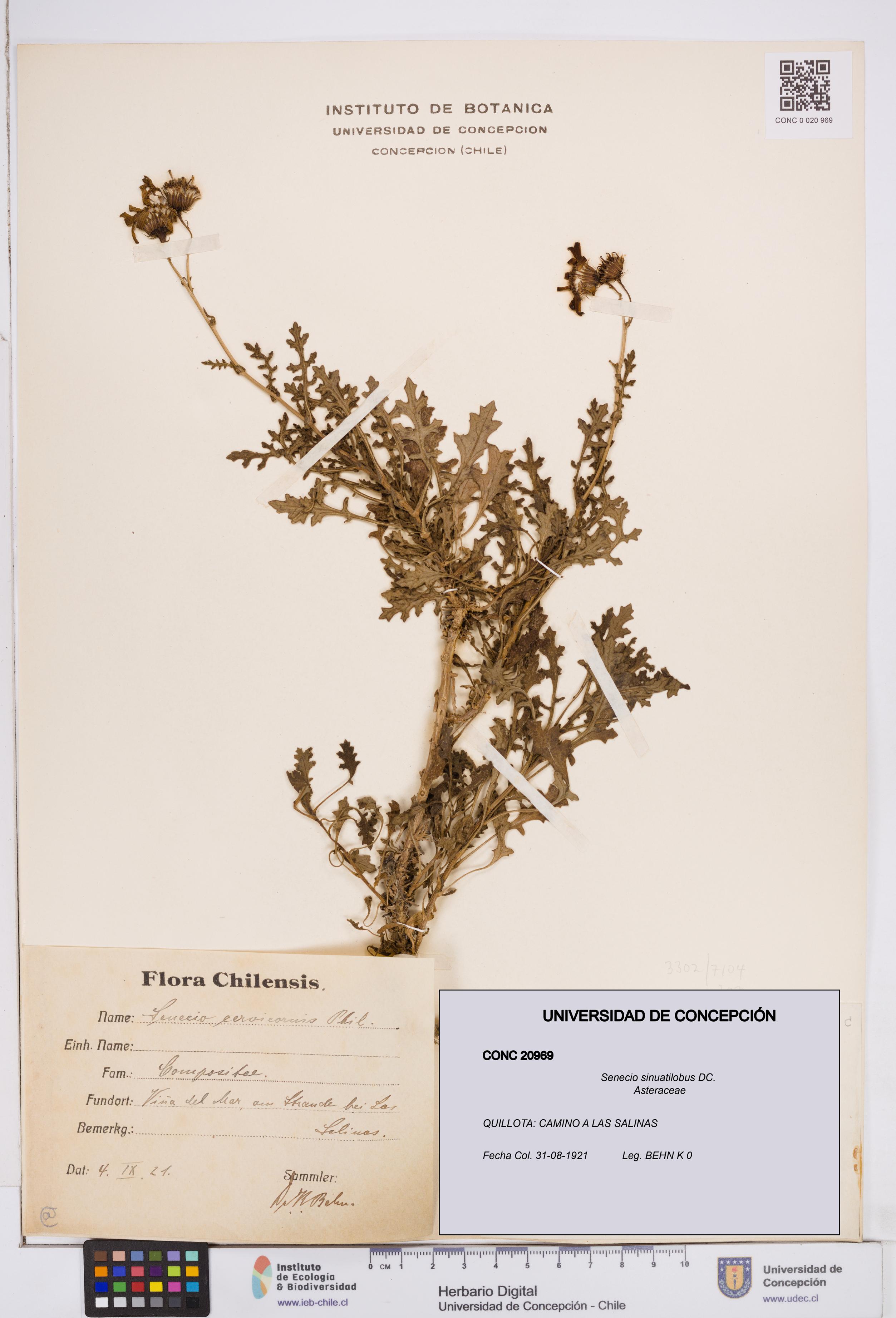 Senecio sinuatilobus [Espécimen: ]