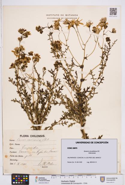 Senecio sinuatilobus [Espécimen: ]