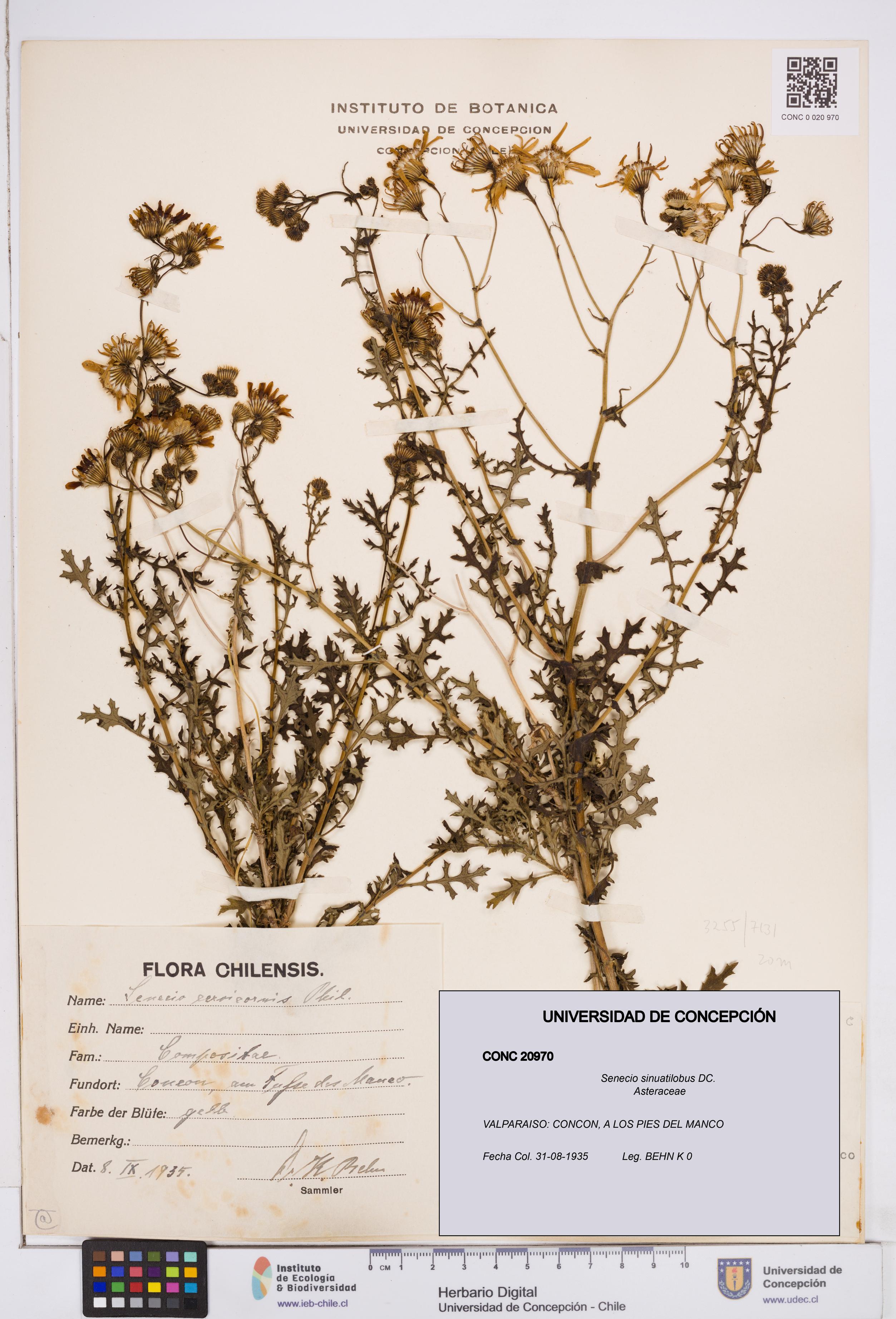Senecio sinuatilobus [Espécimen: ]