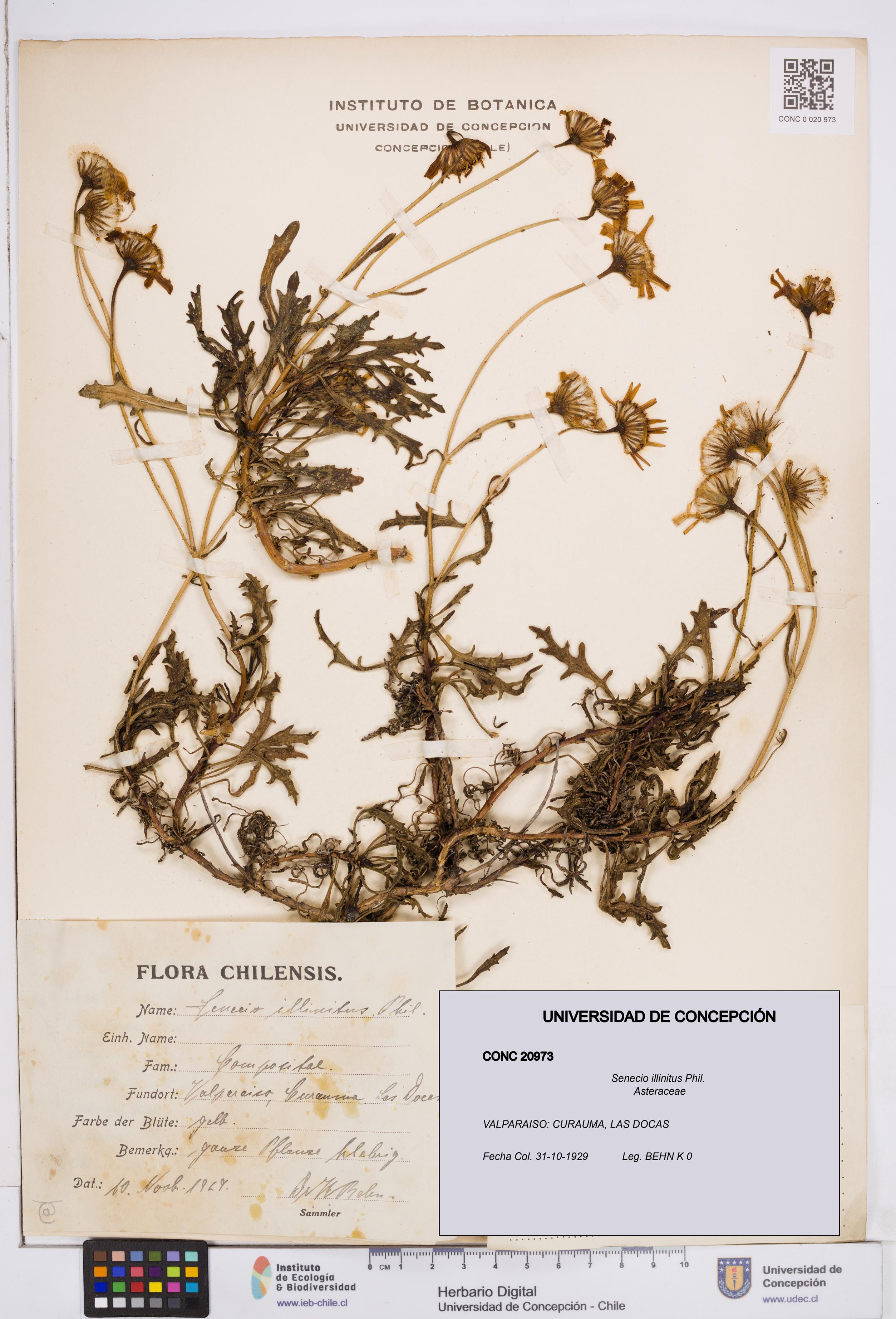 Senecio illinitus [Espécimen: ]