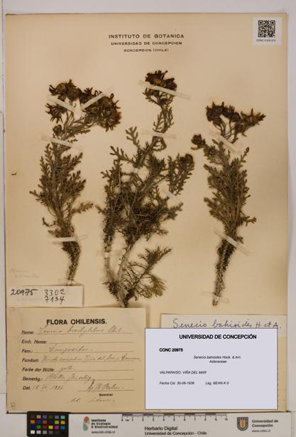 Senecio bahioides [Espécimen: UDEC:CONC:0020975]