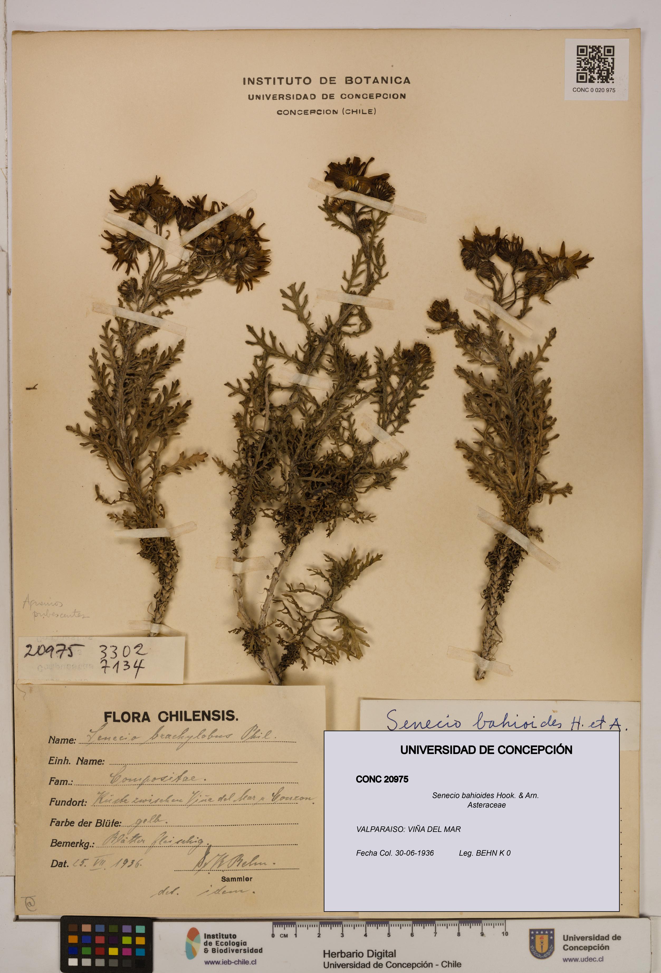 Senecio bahioides [Espécimen: UDEC:CONC:0020975]