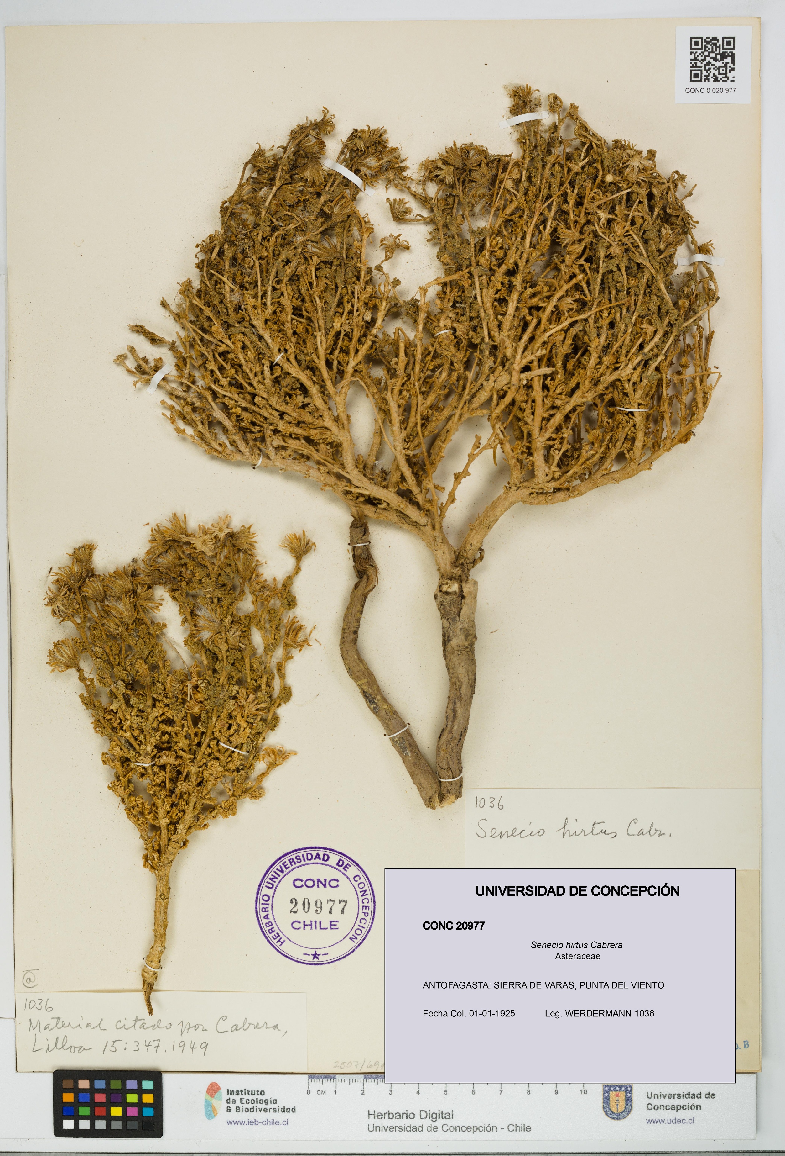 Senecio hirtus [Espécimen: UDEC:CONC:0020977]