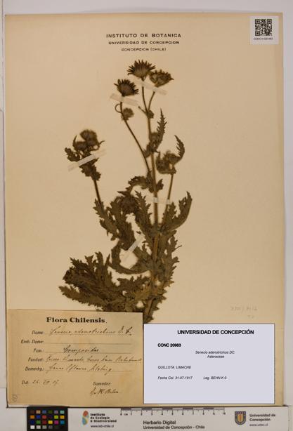 Senecio adenotrichius [Espécimen: UDEC:CONC:0020983]