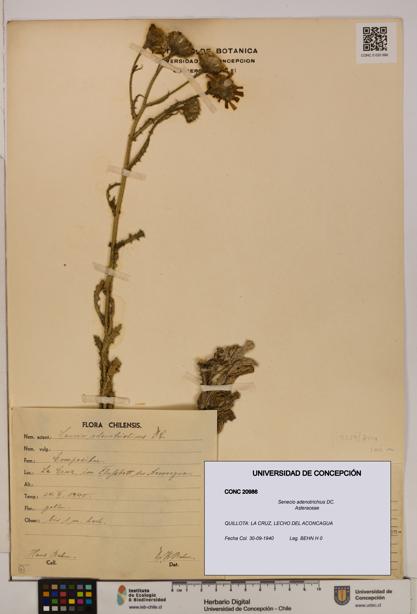 Senecio adenotrichius [Espécimen: UDEC:CONC:0020986]