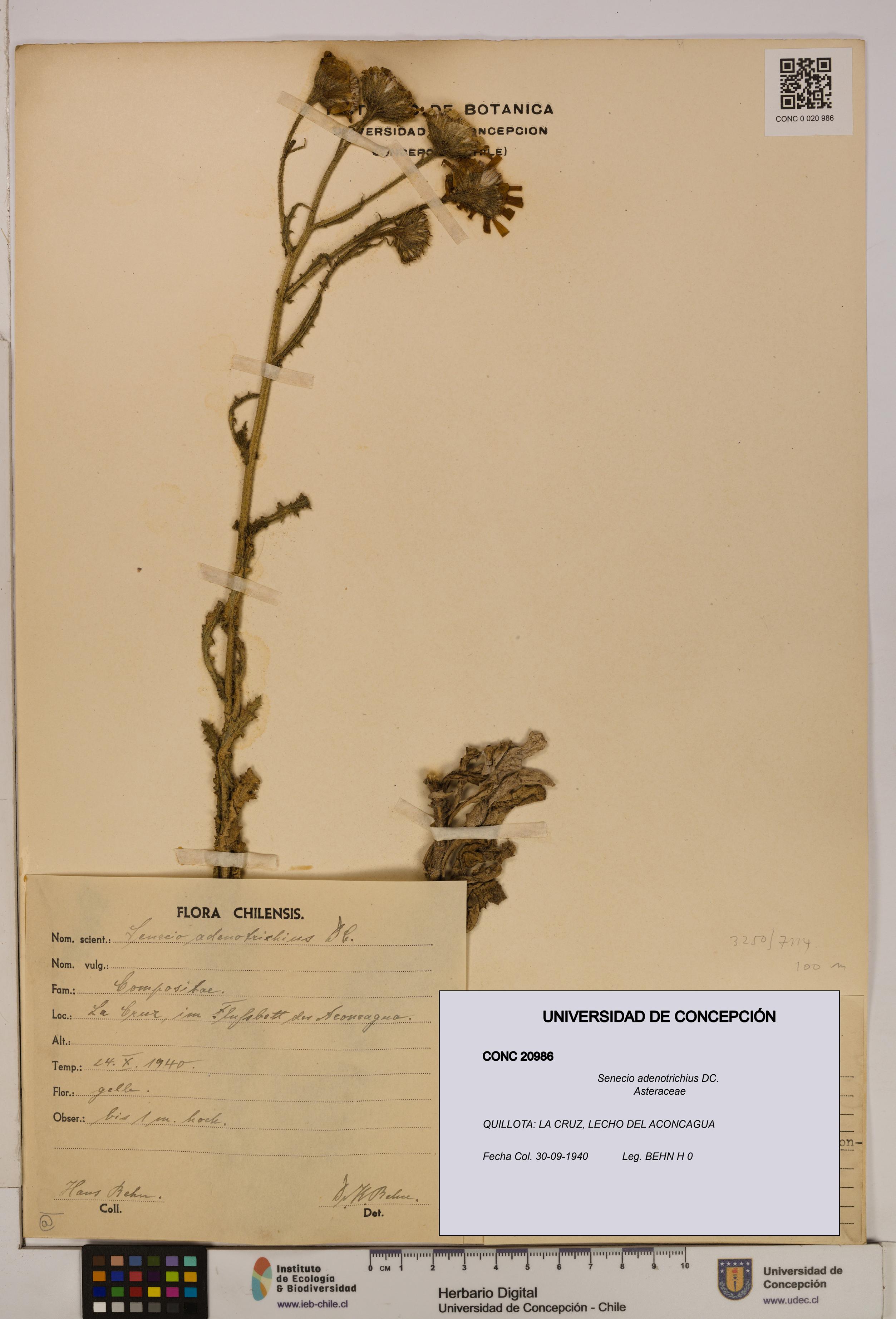 Senecio adenotrichius [Espécimen: UDEC:CONC:0020986]