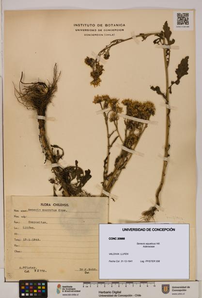 Senecio aquaticus [Espécimen: UDEC:CONC:0020988]