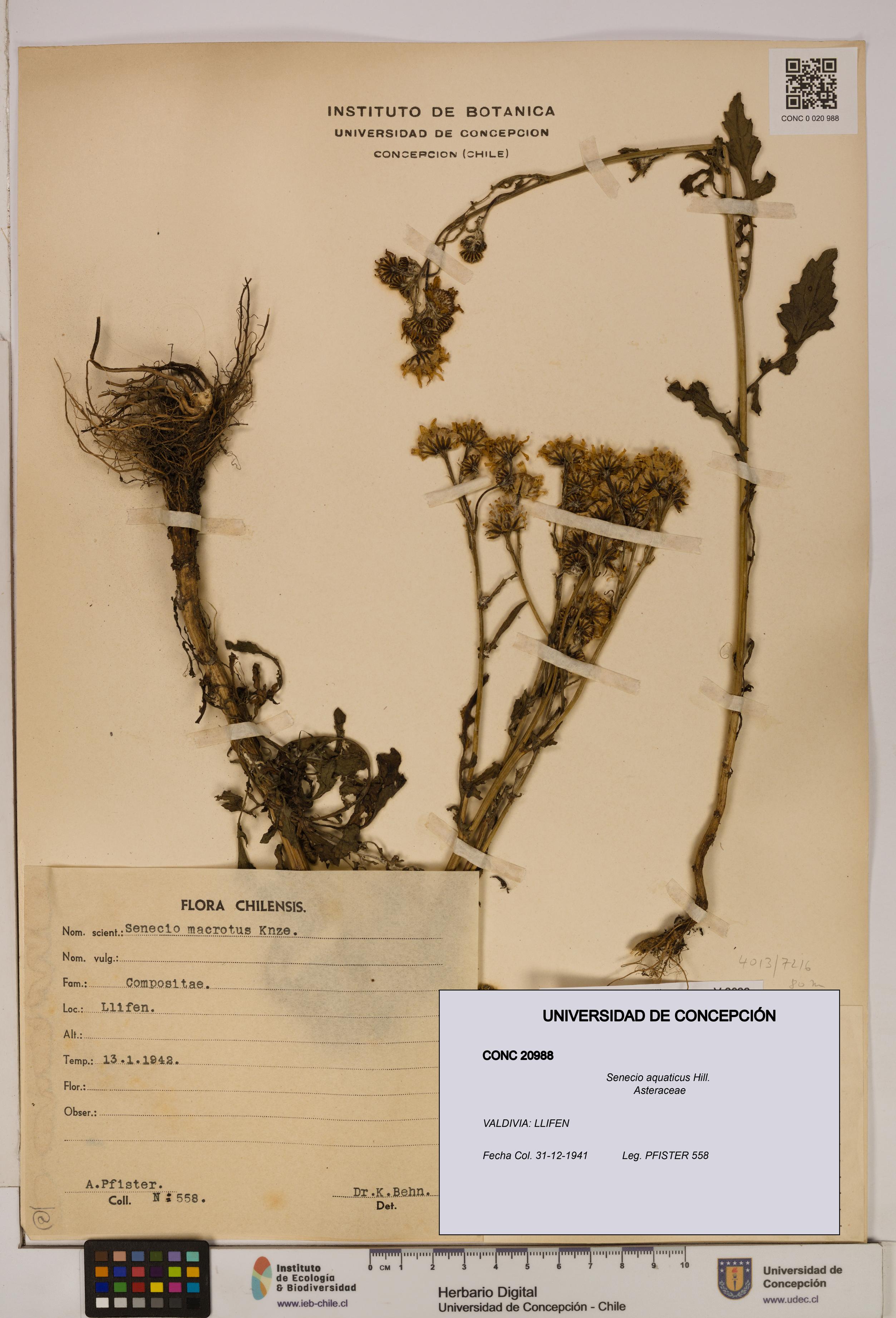 Senecio aquaticus [Espécimen: UDEC:CONC:0020988]