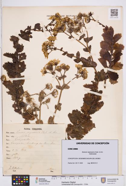 Senecio nigrescens [Espécimen: ]