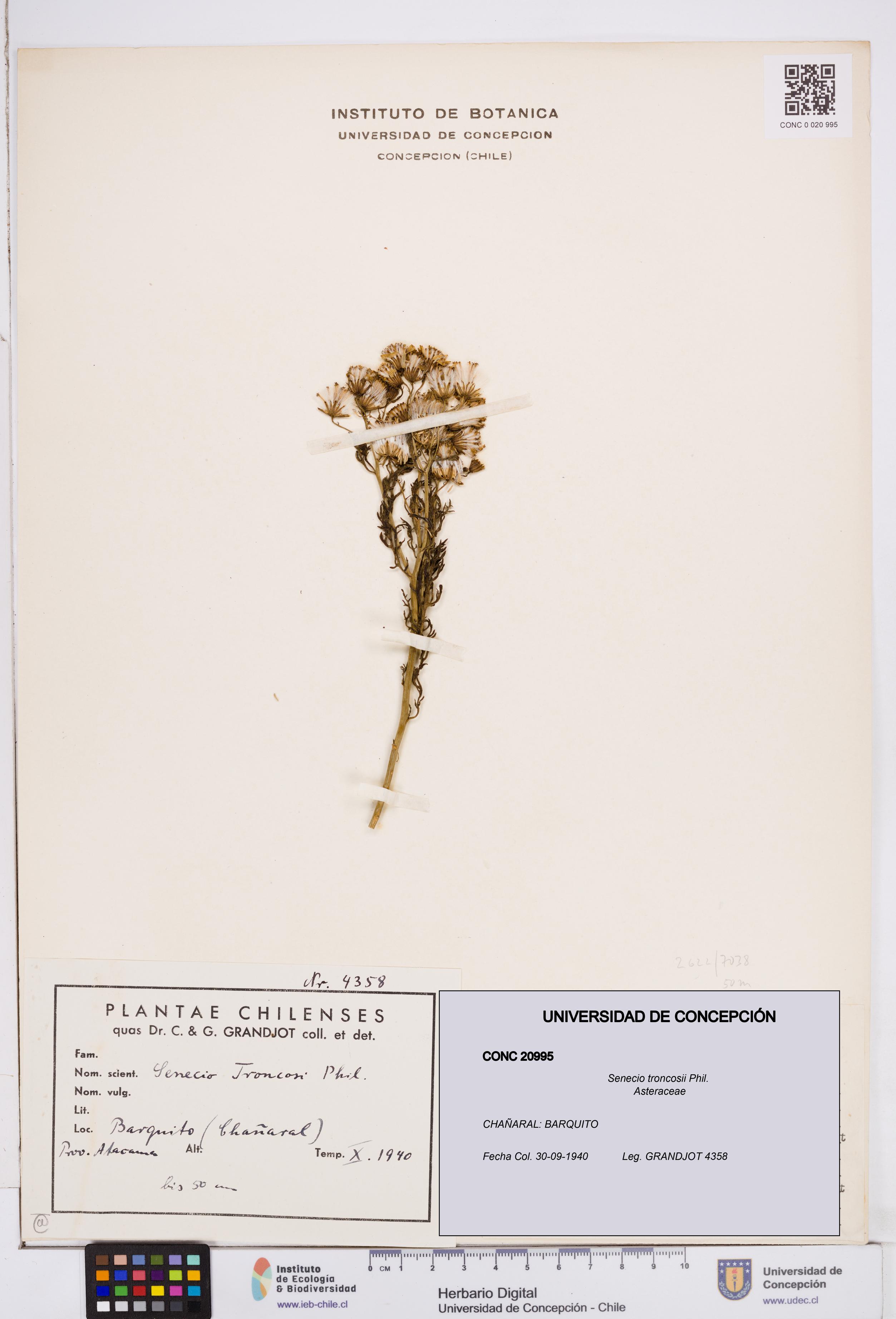 Senecio troncosii [Espécimen: ]