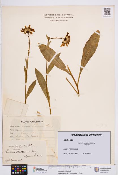 Senecio hieracium [Espécimen: ]