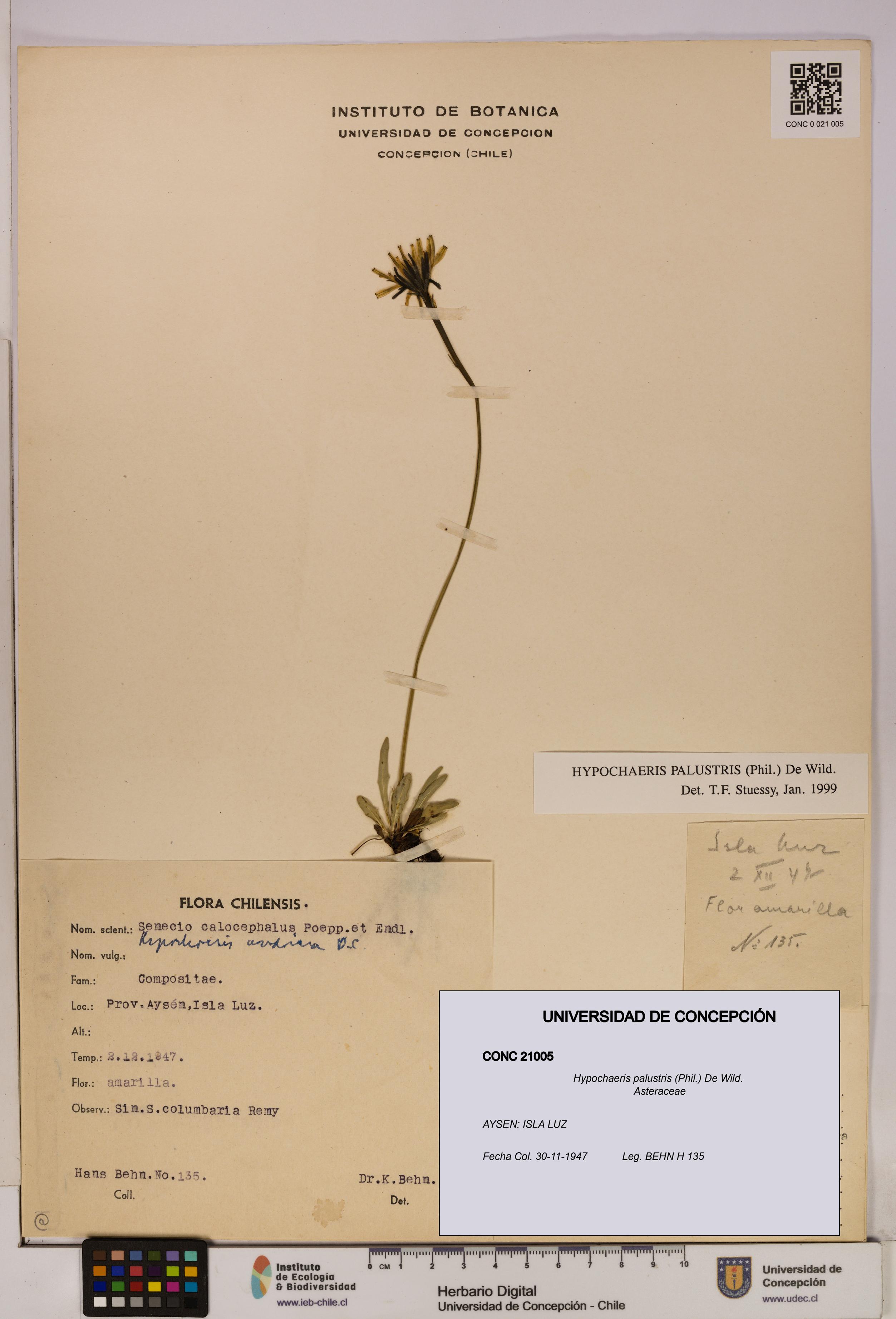 Hypochaeris palustris [Espécimen: UDEC:CONC:0021005]