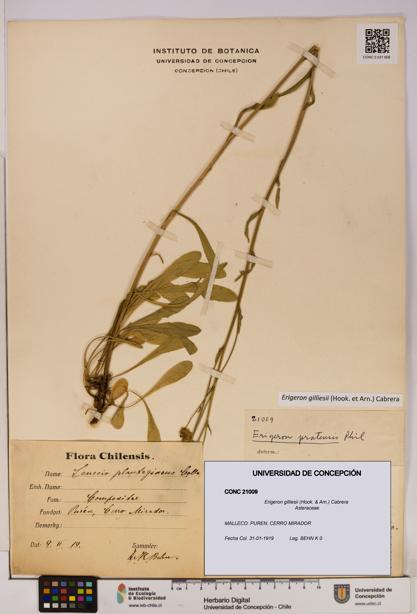 Erigeron gilliesii [Espécimen: UDEC:CONC:0021009]