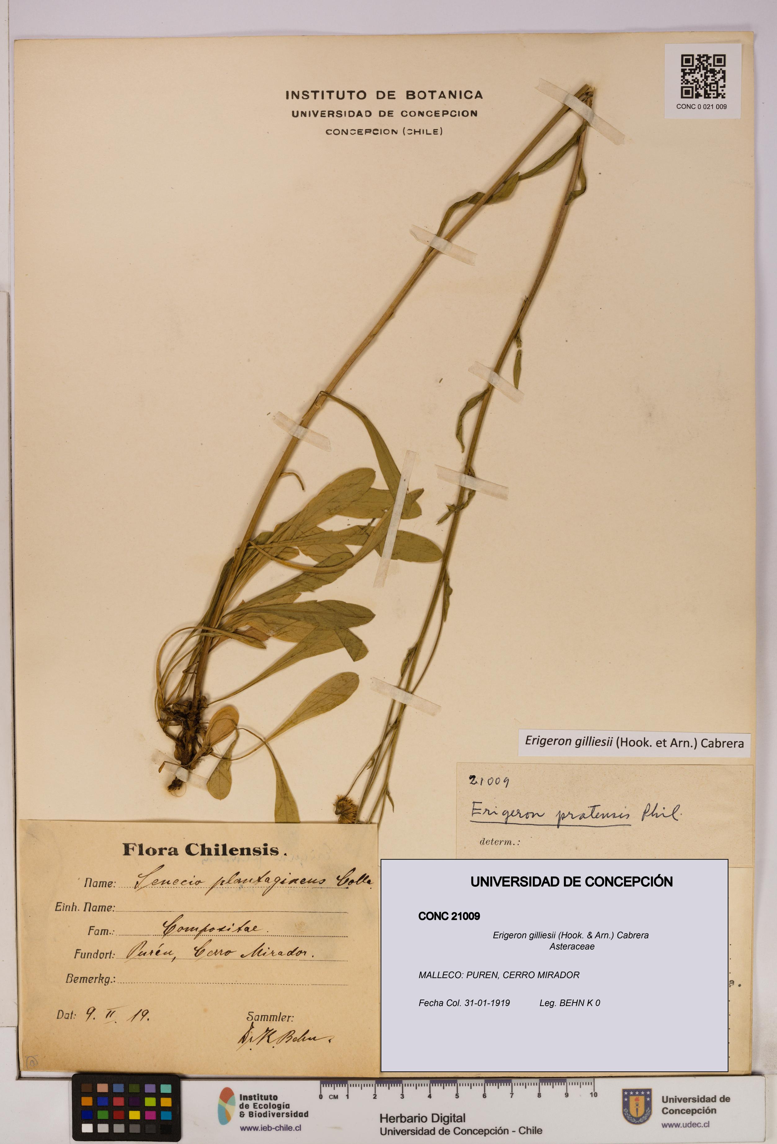 Erigeron gilliesii [Espécimen: UDEC:CONC:0021009]