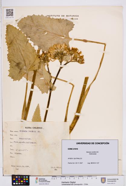 Senecio smithii [Espécimen: ]