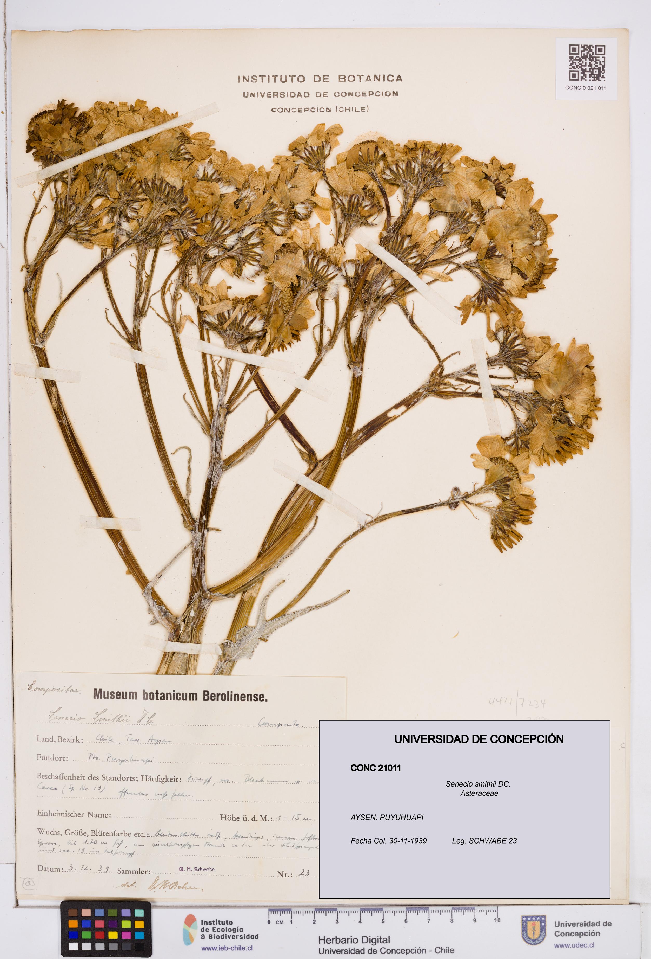 Senecio smithii [Espécimen: ]